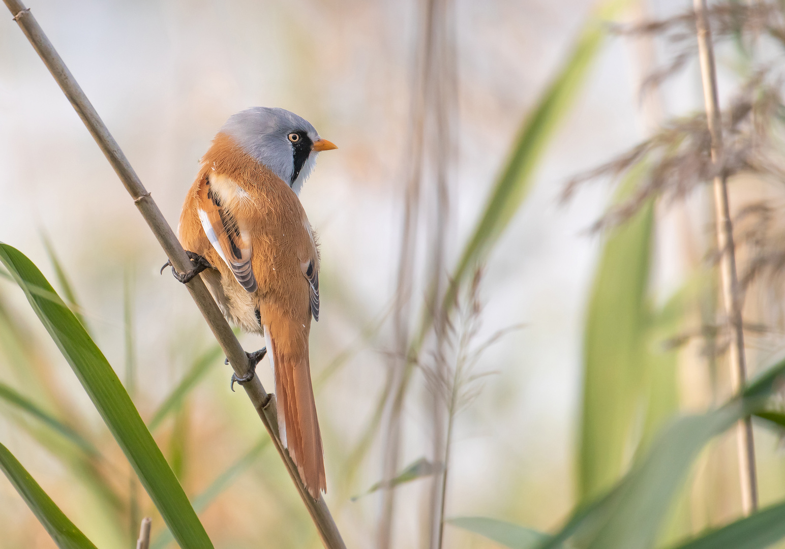 Panurus biarmicus-  Bartmeise -m - 