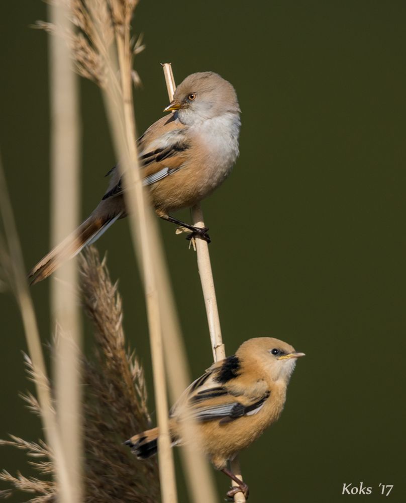 Panurus biarmicus