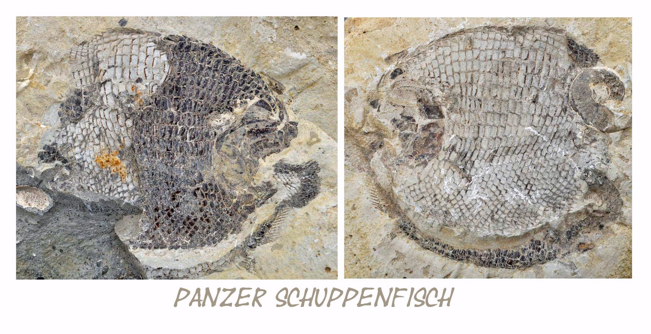 Panzer Schuppenfisch