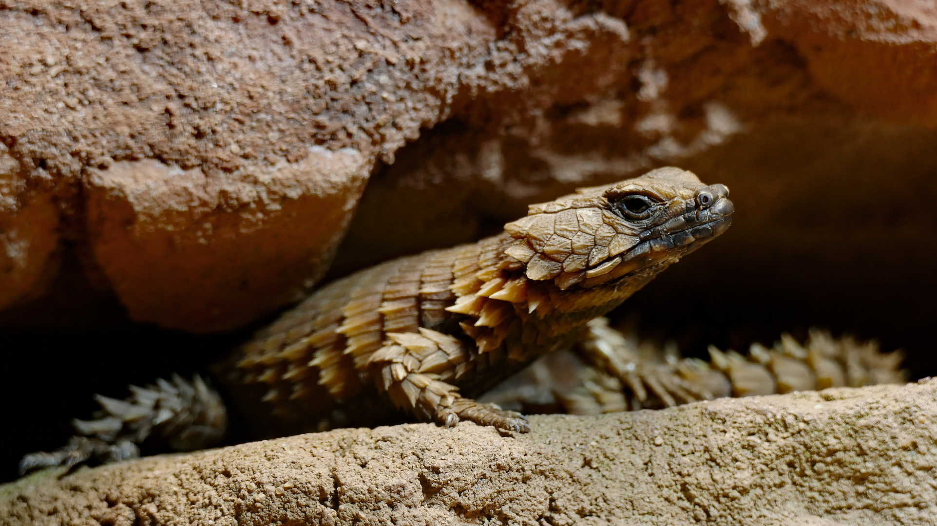 Panzergürtelschweif (Ouroborus cataphractus)