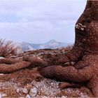 Panzerkiefer auf dem Monte Pollino