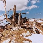 Panzerkiefern auf dem Monte Pollino