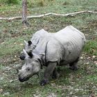 Panzernashörner im Chitwan Nationalpark in Nepals Süden