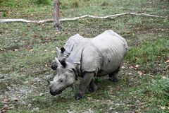 Panzernashörner im Chitwan Nationalpark in Nepals Süden