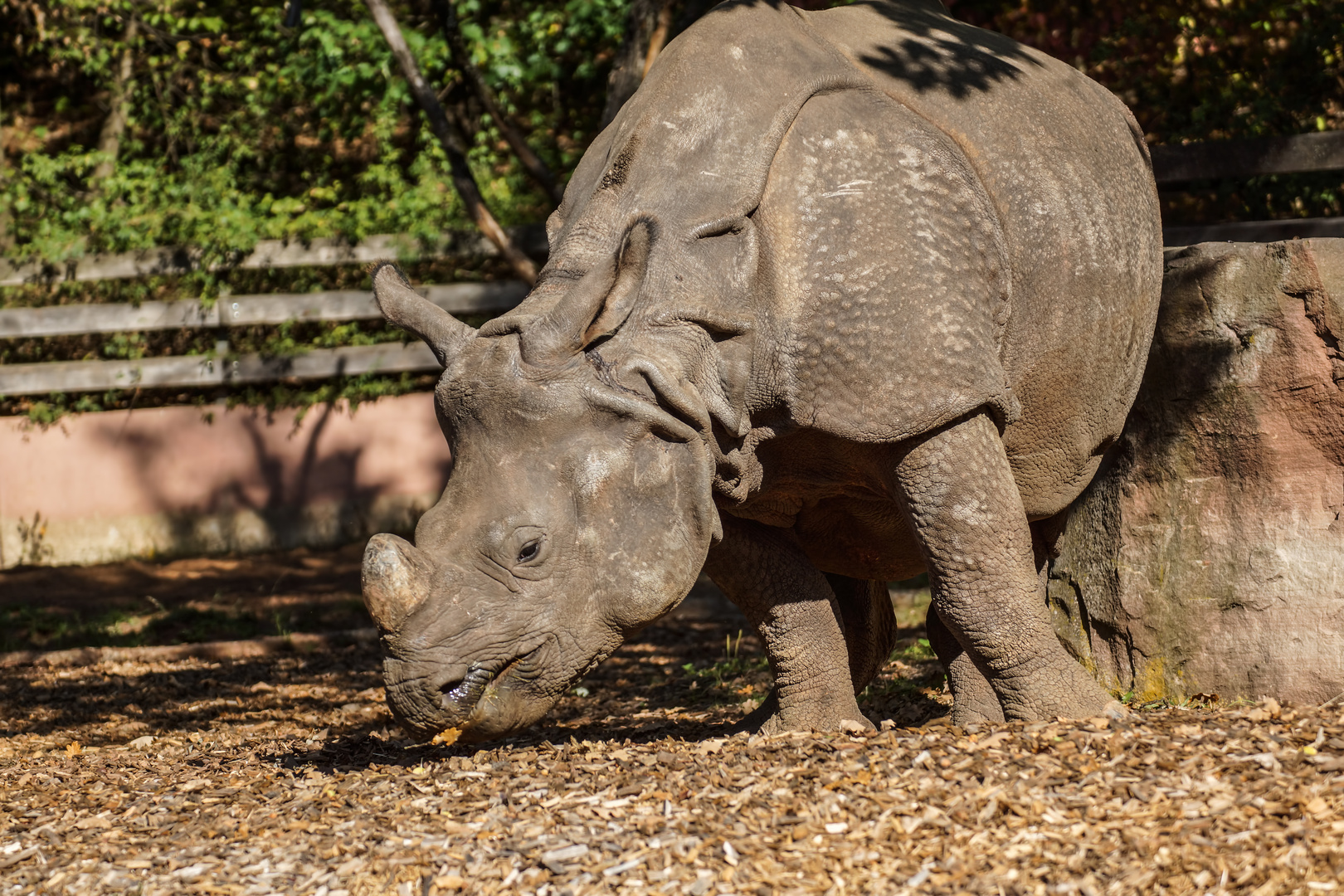 Panzernashorn