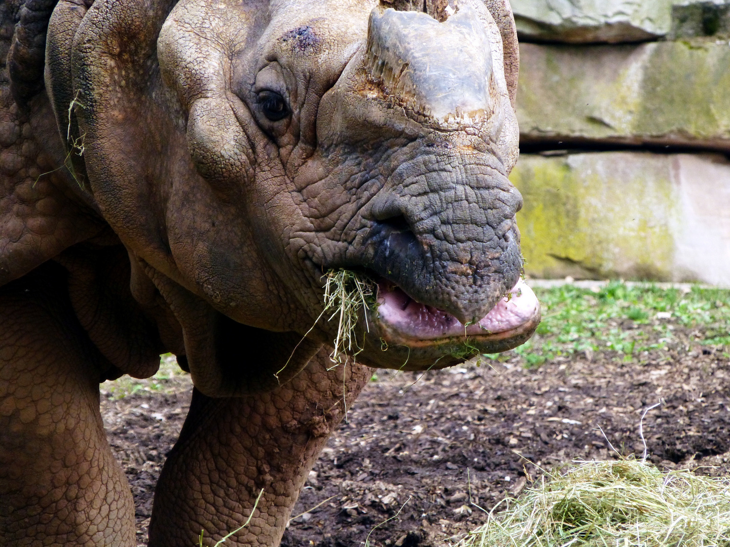 Panzernashorn.