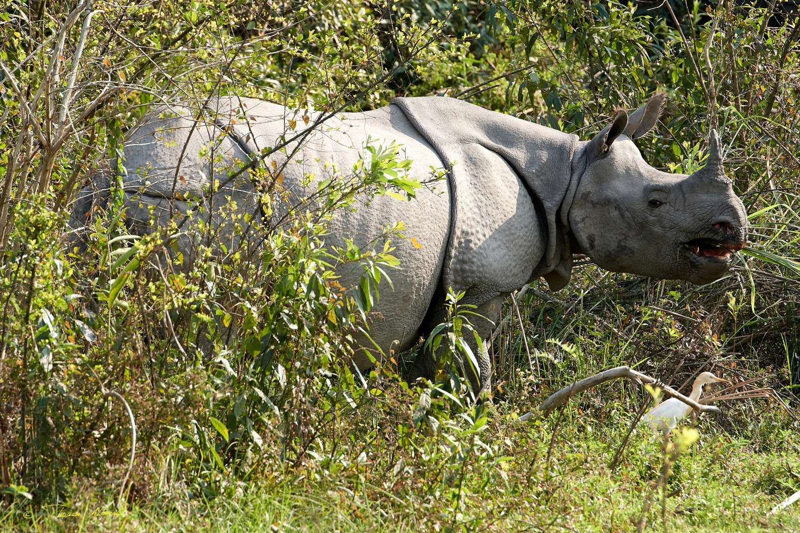 Panzernashorn