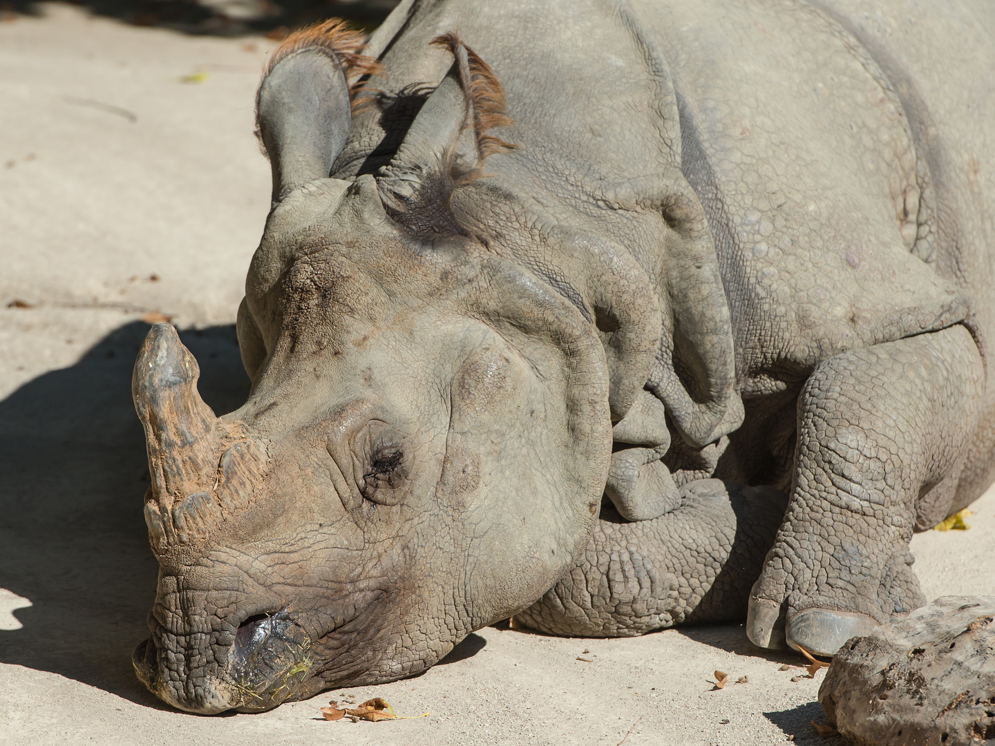 Panzernashorn