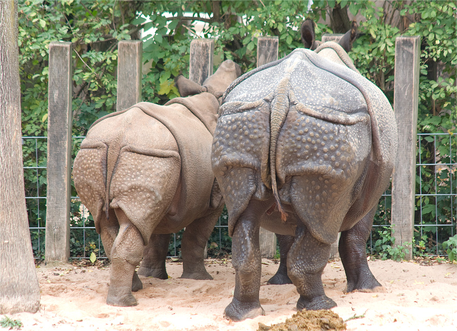 Panzernashorn von Sarah M. Schneider