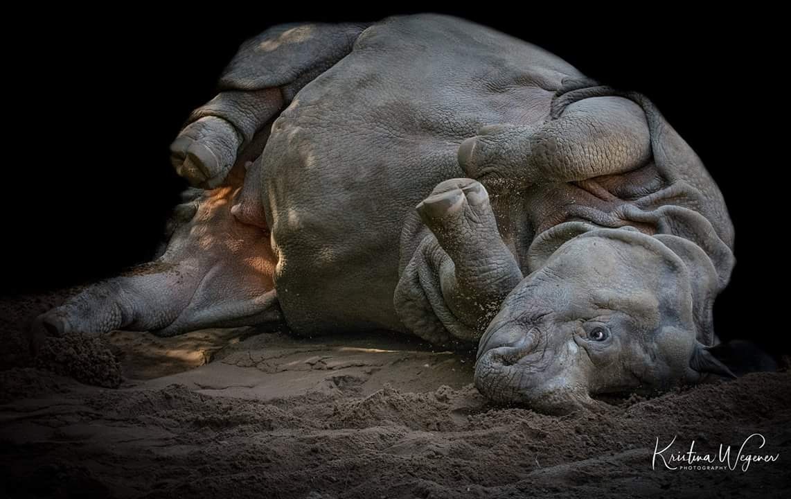 Panzernashorn