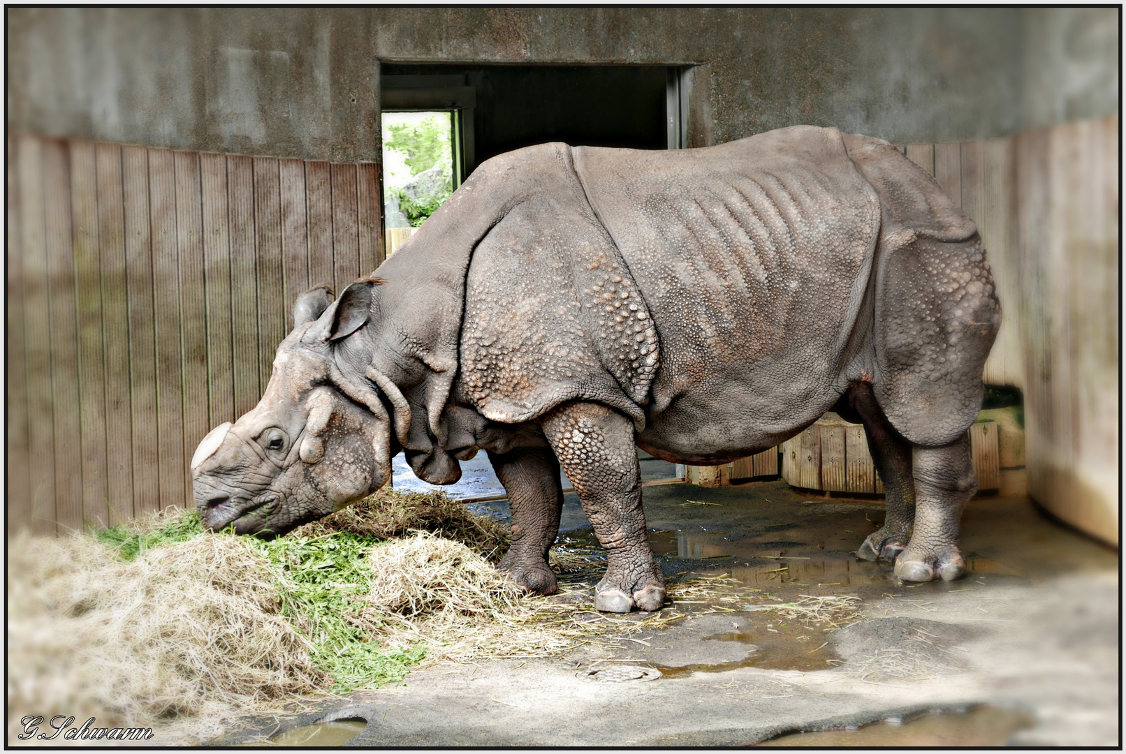 Panzernashorn!