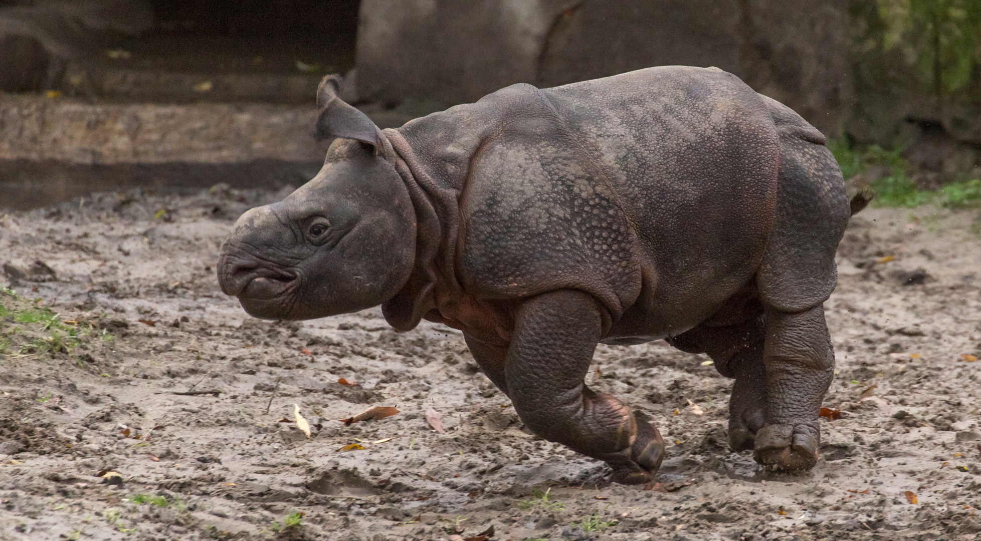 Panzernashorn Baby