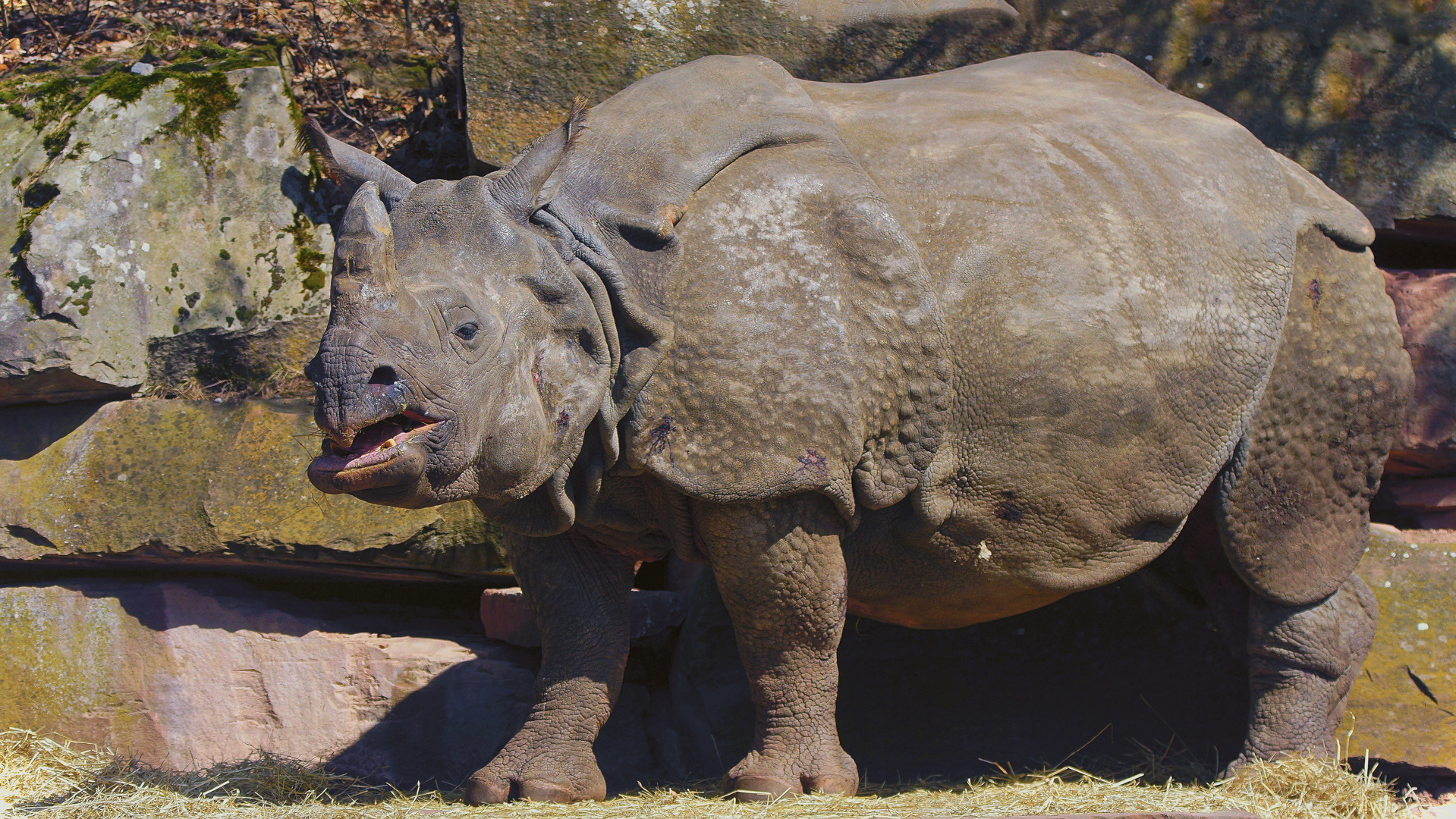 Panzernashorn