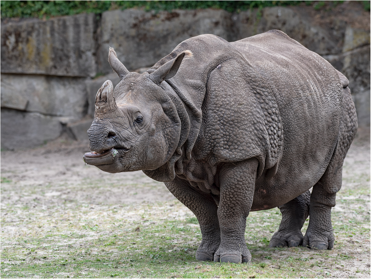 Panzernashorn