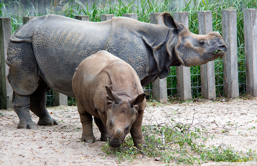 Panzernashorn