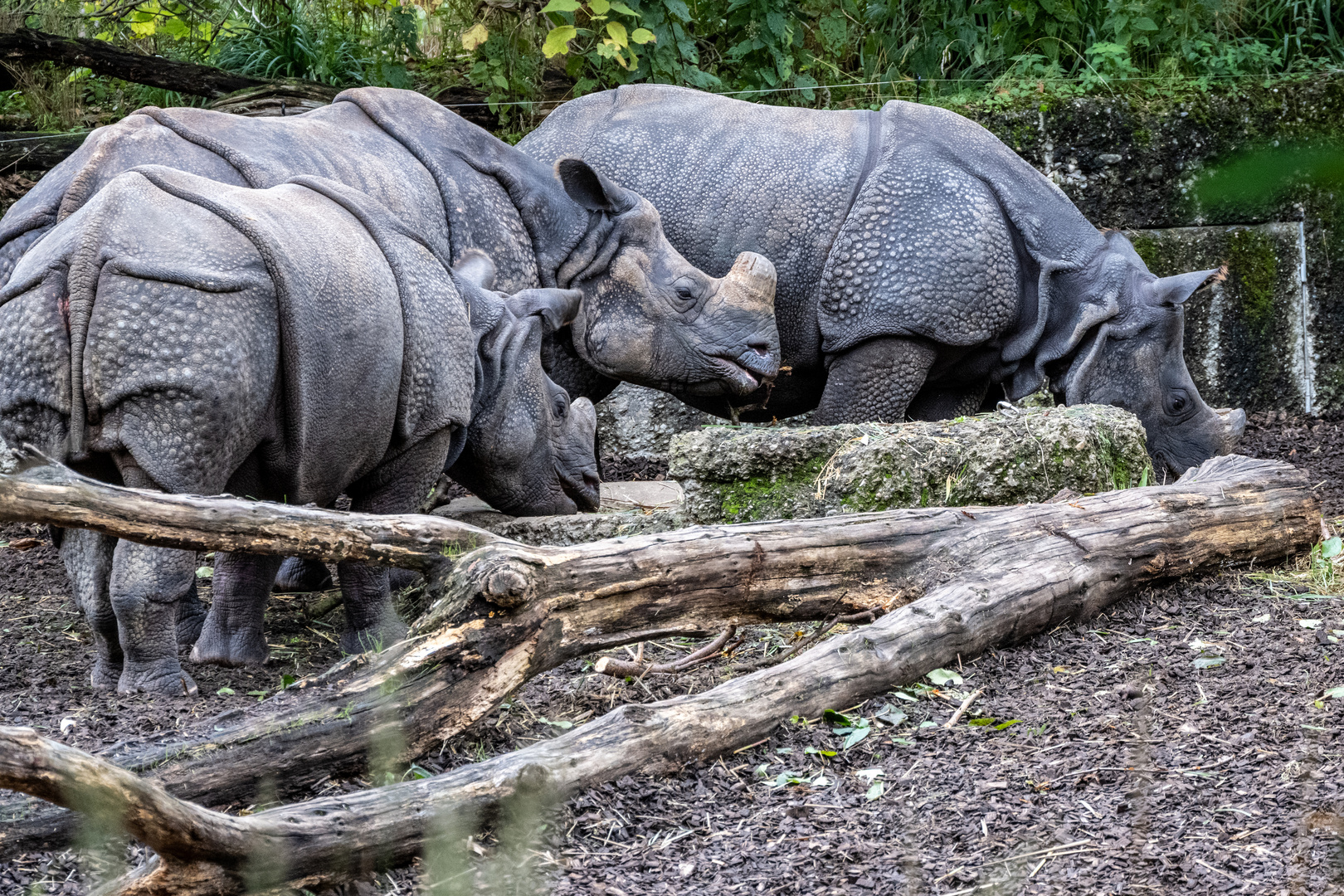 Panzernashorn - DSC_7065