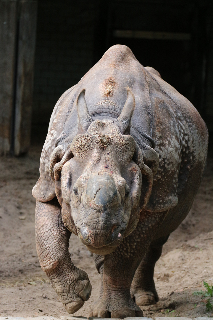 Panzernashorn