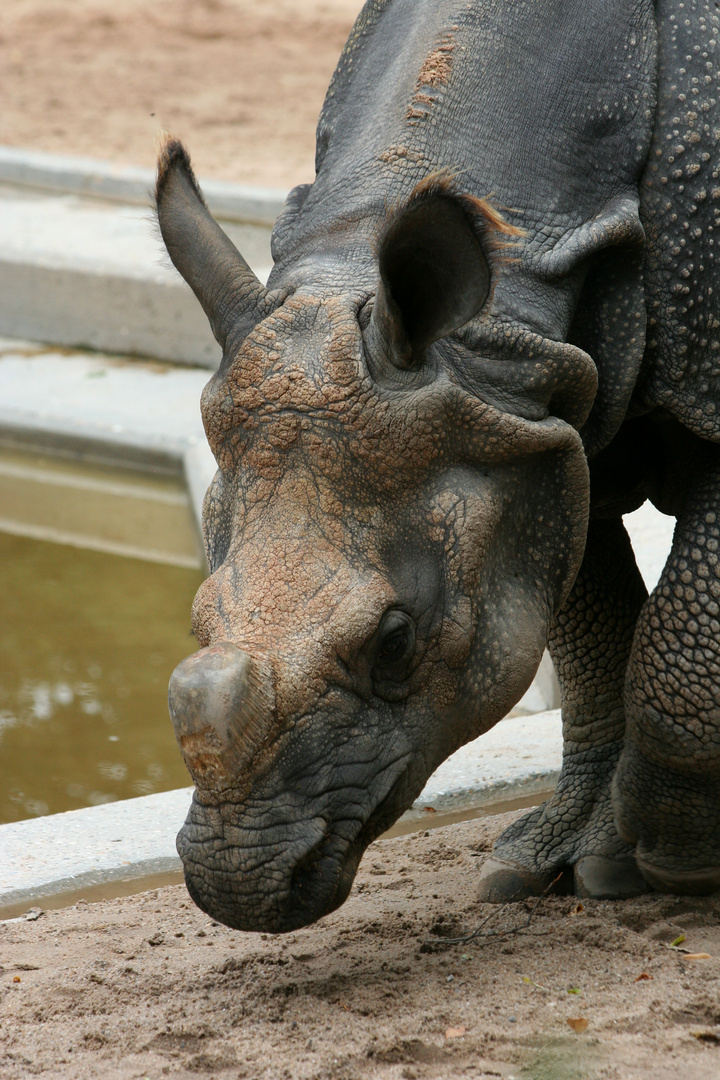 Panzernashorn