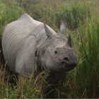 panzernashorn, great one-horned rhinoceros, rhinoceros unicornis