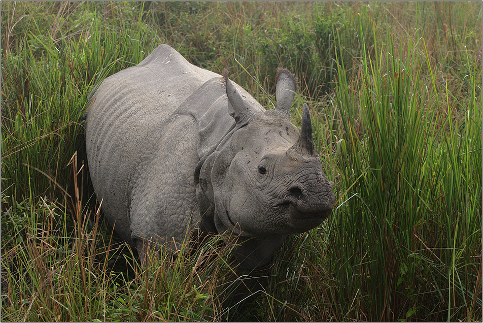 panzernashorn, great one-horned rhinoceros, rhinoceros unicornis