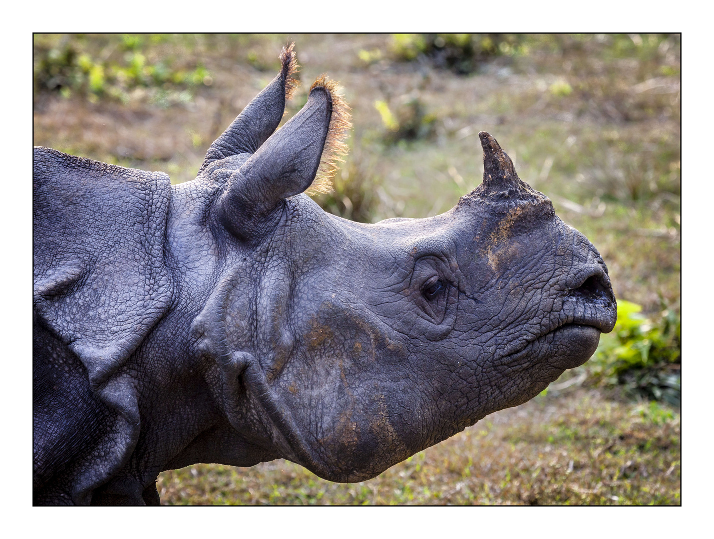 Panzernashorn im Chitwan Nationalpark