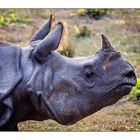 Panzernashorn im Chitwan Nationalpark