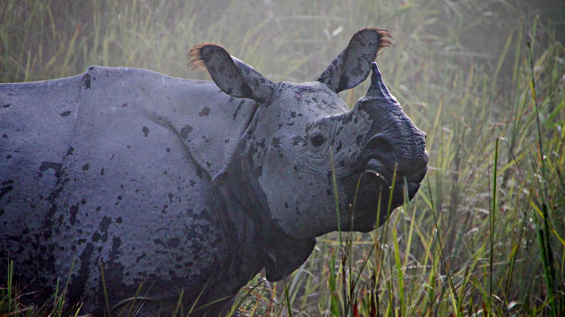 Panzernashorn im Kaziranga-Nationalpark