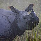 Panzernashorn im Kaziranga-Nationalpark