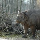 Panzernashorn im Tierpark Hellabrunn