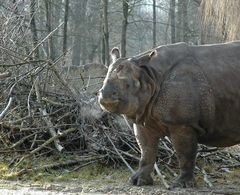 Panzernashorn im Tierpark Hellabrunn