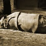 Panzernashorn im Zoo Berlin