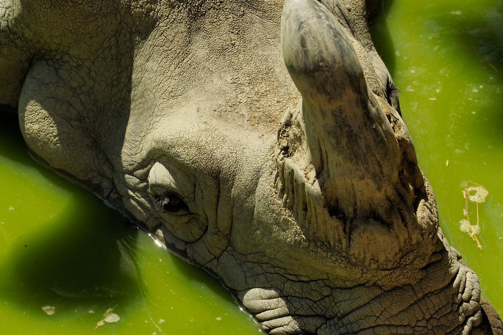 Panzernashorn in der grünen Kühlung im Tiergarten von Schönbrunn heute