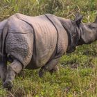 Panzernashorn, Kaziranga