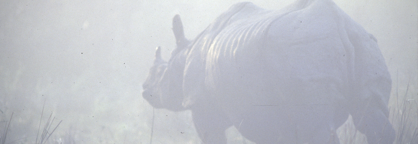 Panzernashorn, Kaziranga, Indien