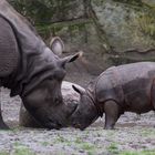 Panzernashorn mit Nachwuchs