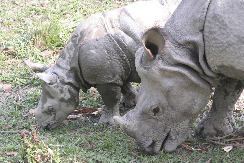 Panzernashorn- Mutter mit Kind