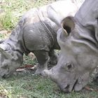 Panzernashorn- Mutter mit Kind