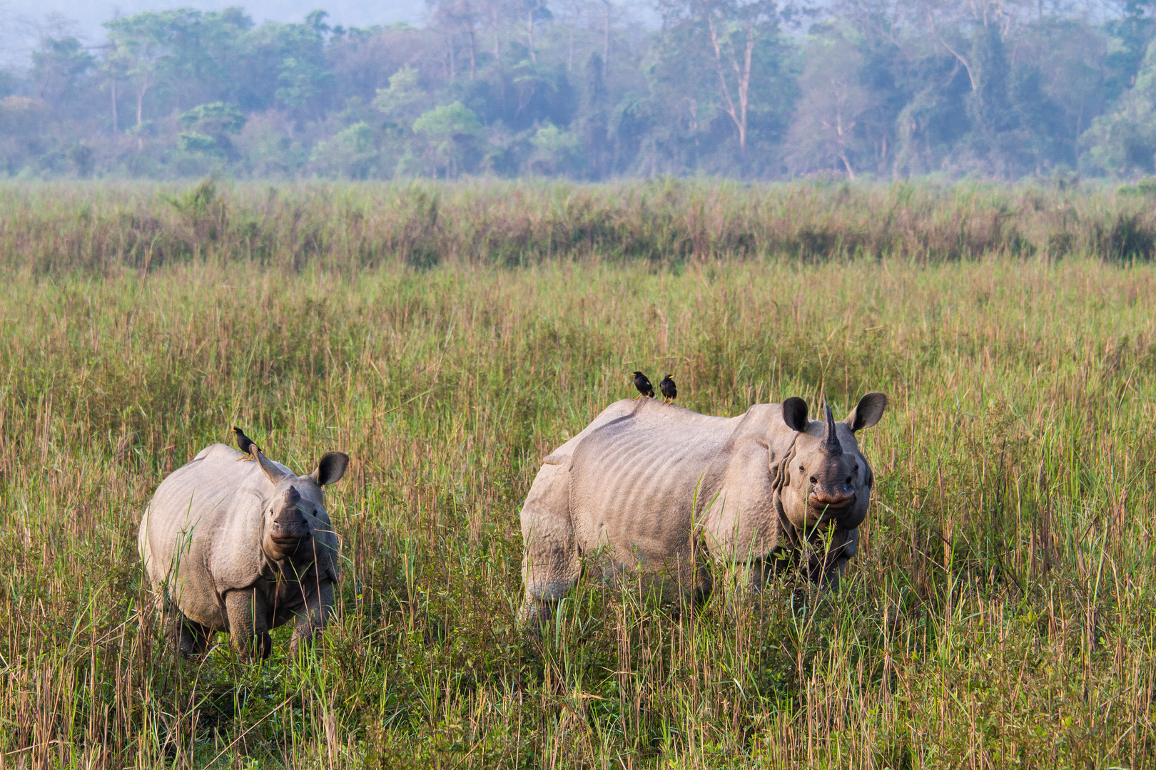 Panzernashorn (Rhinoceros unicornis)