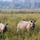 Panzernashorn (Rhinoceros unicornis)