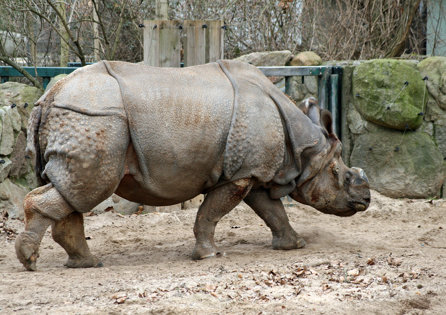 Panzernashorn -Rhinoceros unicornis- 