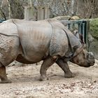 Panzernashorn -Rhinoceros unicornis- 