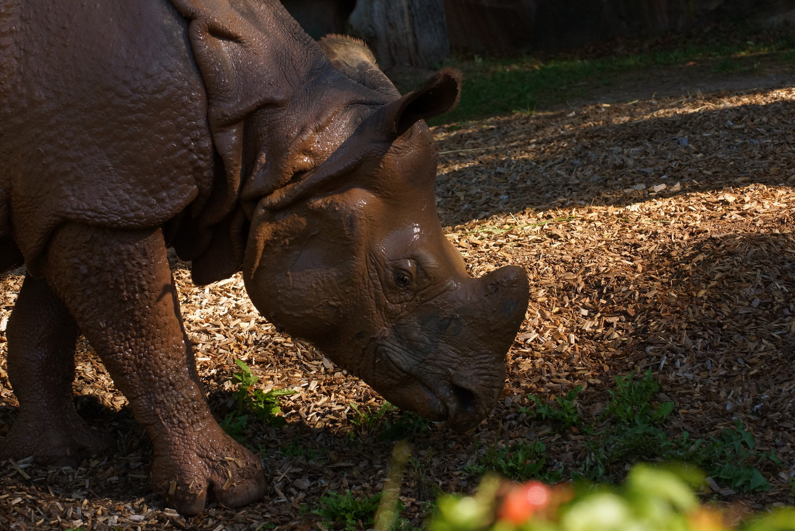 Panzernashorn Sofie