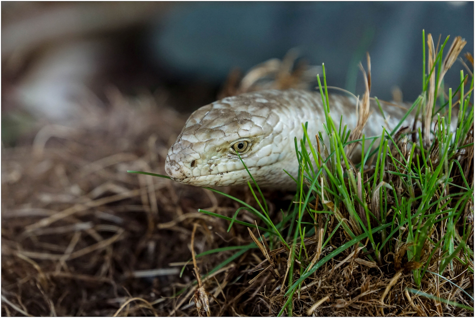 Panzerschleiche - Portrait -