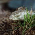 Panzerschleiche - Portrait -