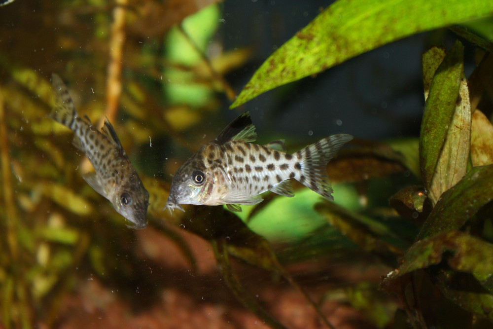 Panzerwels - Corydoras acutus?