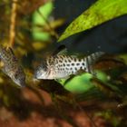 Panzerwels - Corydoras acutus?