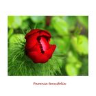 Paoenia tenuifolia