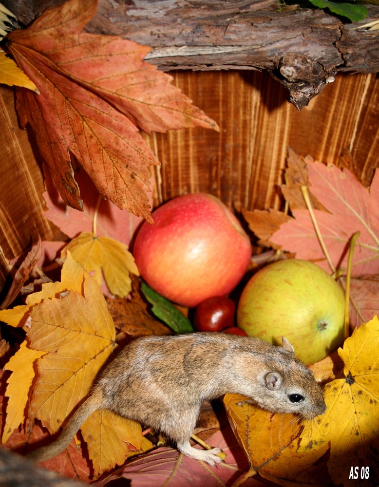 Paola und der Herbst