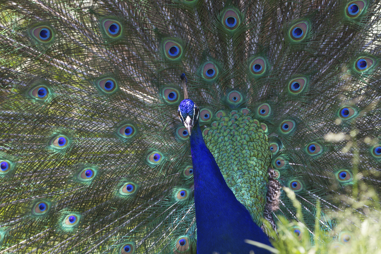 Paon photo et image nature, world, natur Images Paon photo et image nature, world, natur Images