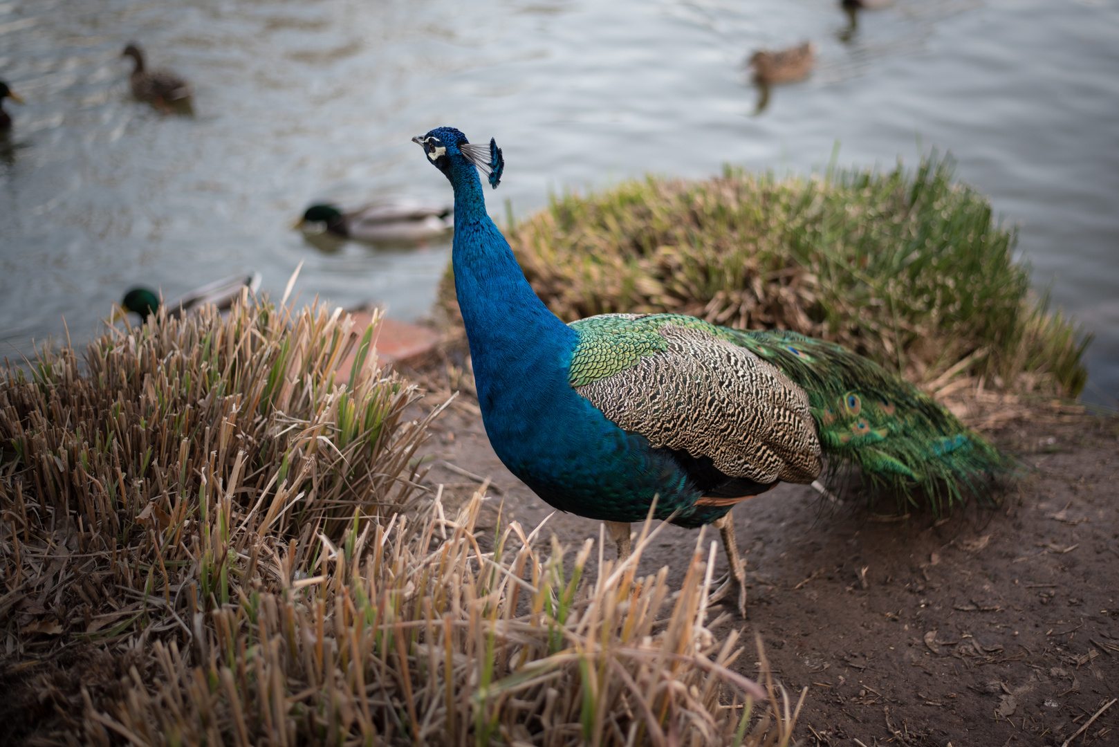 Paon photo et image animaux, animaux sauvages, oiseaux Images